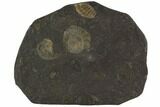 Dactylioceras Ammonite Cluster - Posidonia Shale, Germany #100257-1